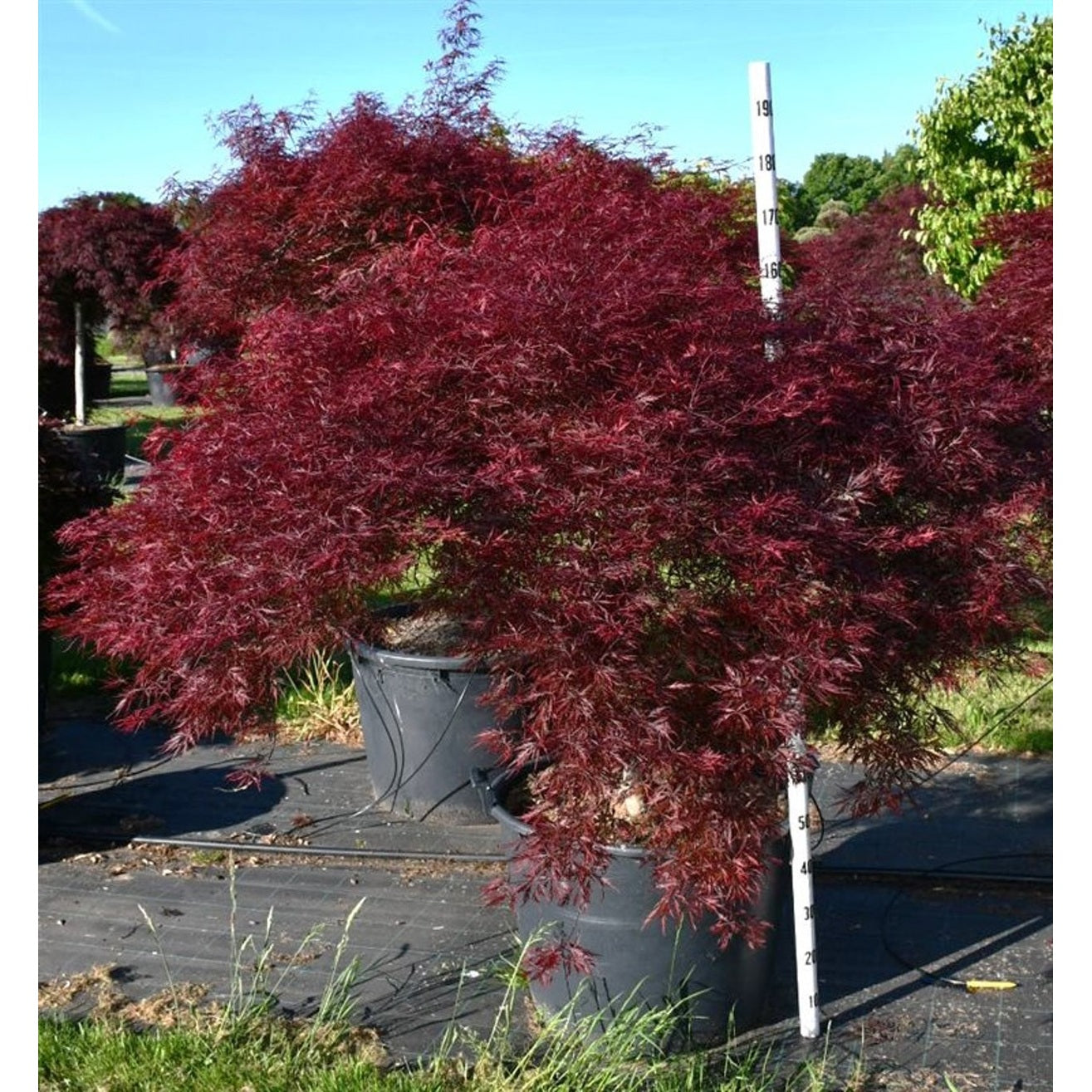 Japansk lönn – Acer pal. 'Stella Rossa' - 90 CM Stem Cont.